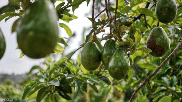 "الذهب الأخضر" في مهب الريح.. سنة "سوداء" تضرب مزارعي الأفوكادو بالمغرب وتدق ناقوس الخطر